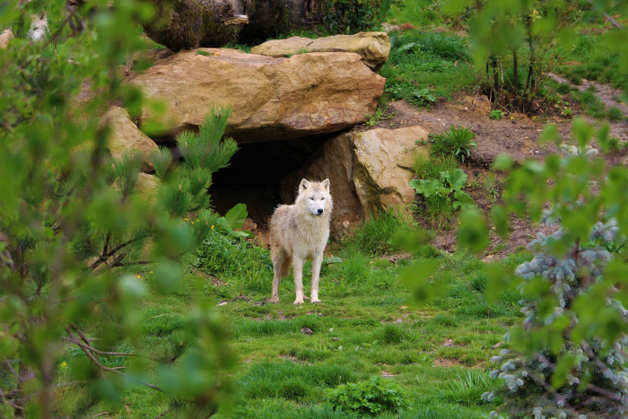 WEEK END CHATEAUX DE LA LOIRE ET ZOO DE BEAUVAL - 992