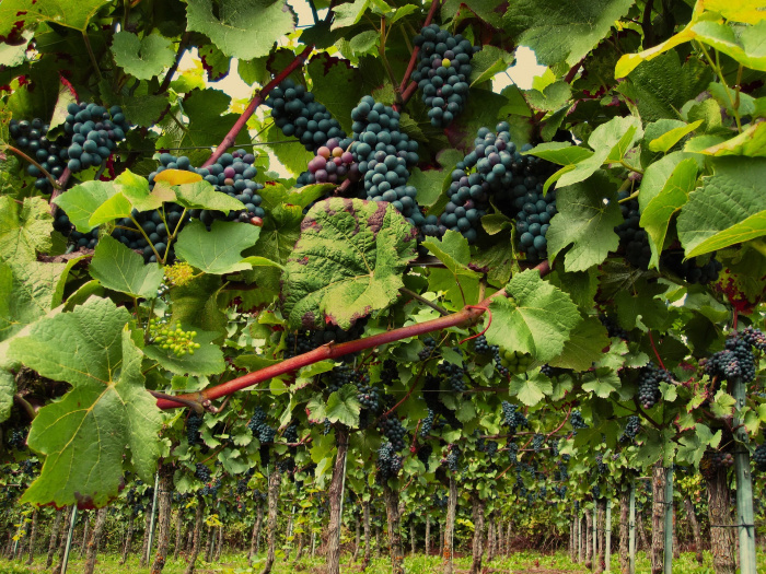 LA BOURGOGNE, TERRE DE CULTURE ET DE VIGNOBLES - 1044