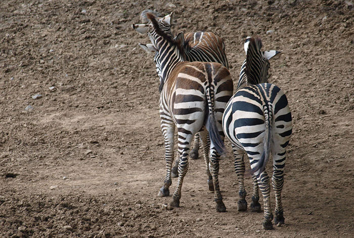 Pairi Daiza - 275 Pairi Daiza - 275