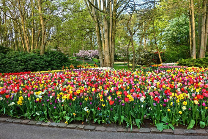 Keukenhof - 960 Keukenhof - 960