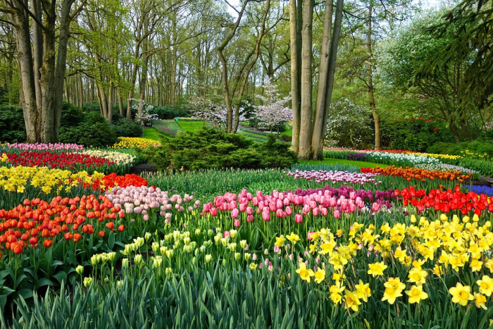 Keukenhof - 961 Keukenhof - 961