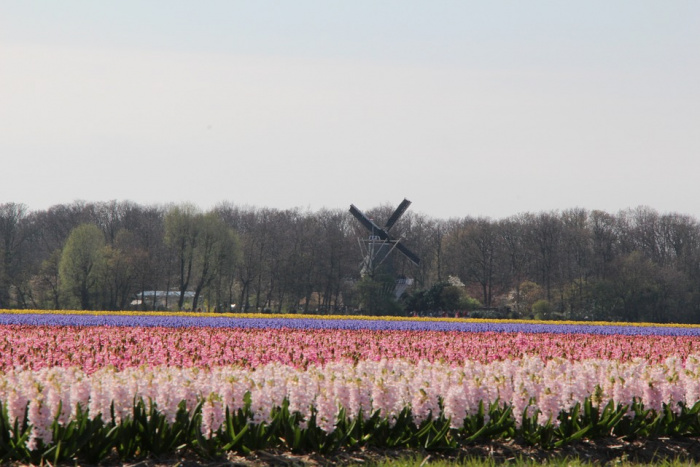 Keukenhof - 962 Keukenhof - 962