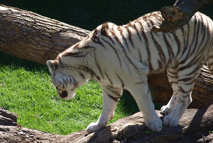 Pairi Daiza Pairi Daiza
